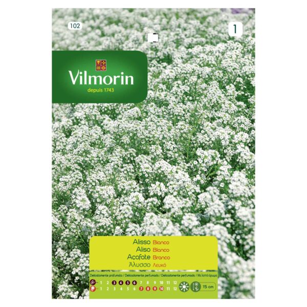 Semillas Vilmorin Flores Aliso Blanco