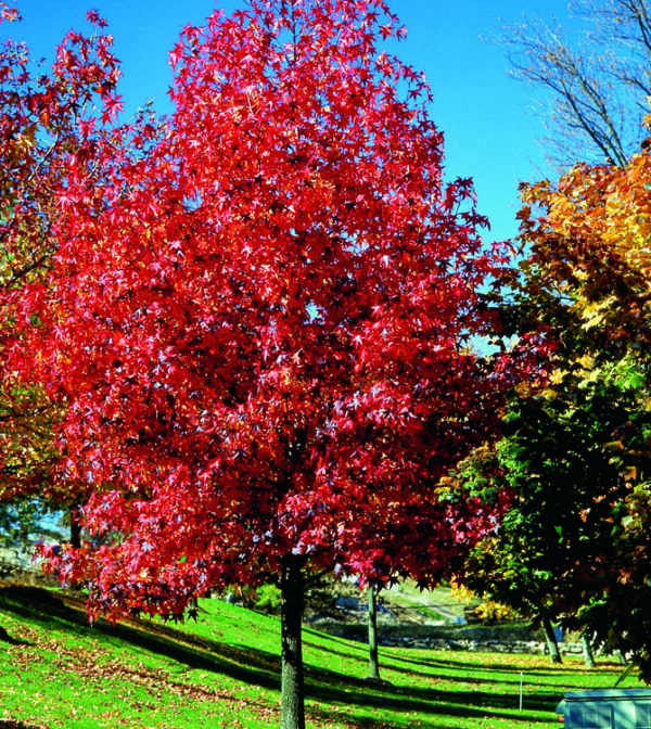 Árbol Liquidambar 1.2 mt app