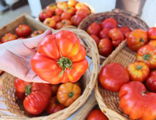 Tomate Antiguo N°3- Herencia: Limachino Antiguo Semilla Orgánica 15 un.