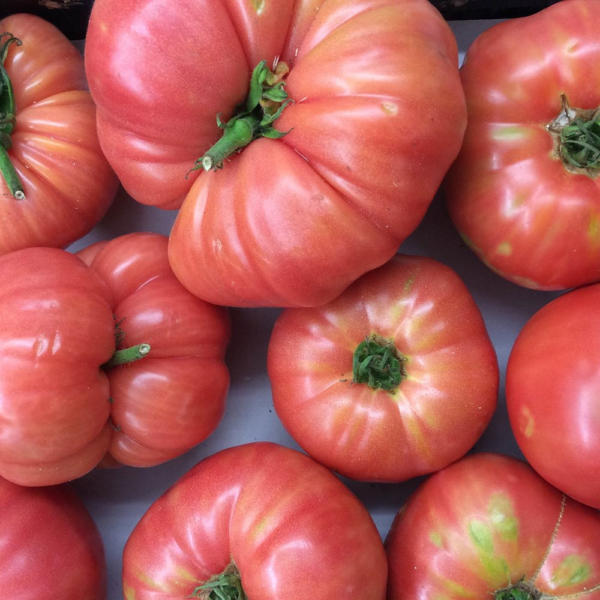 Tomate Antiguo N°1 - Herencia: Rosado Chileno Semilla Orgánica 15 un.